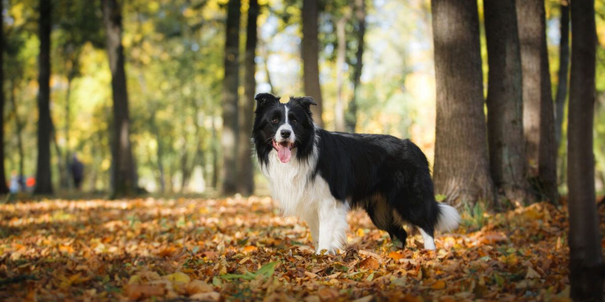 Pelliccia e Cura del Mantello: Una Comparazione tra Diverse Razze Canine