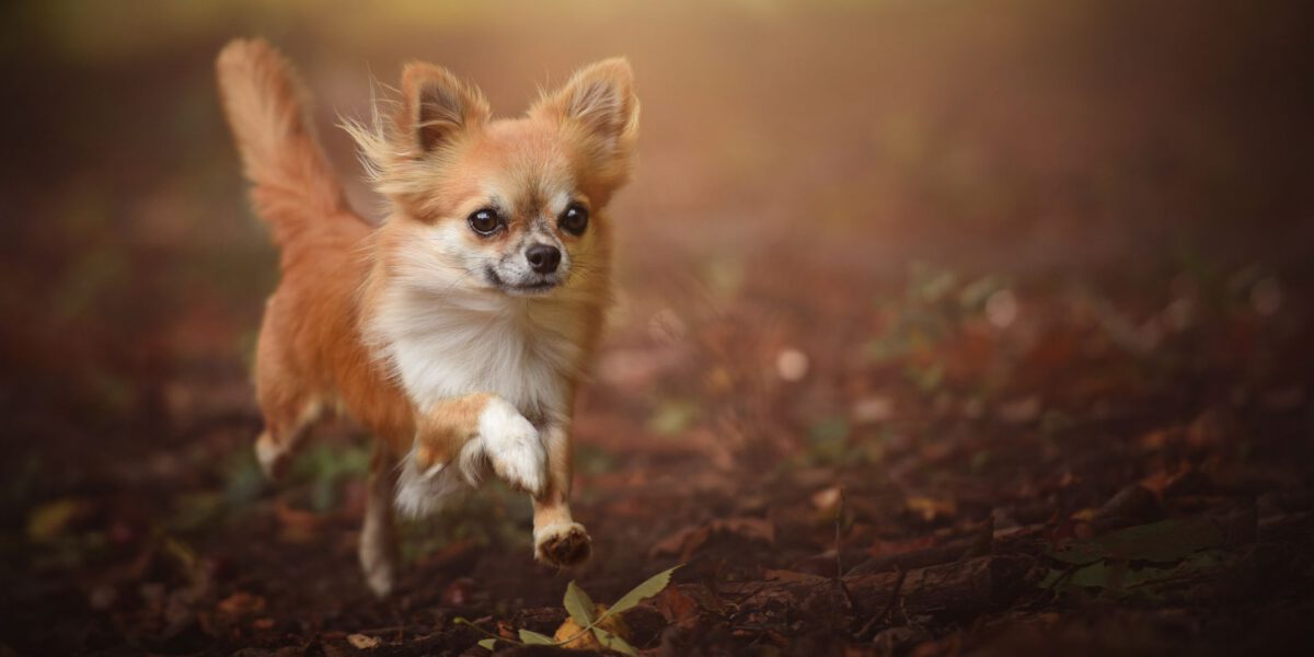 Dimensione dei cani: un fattore determinante quando si tratta di scegliere un cane come compagno