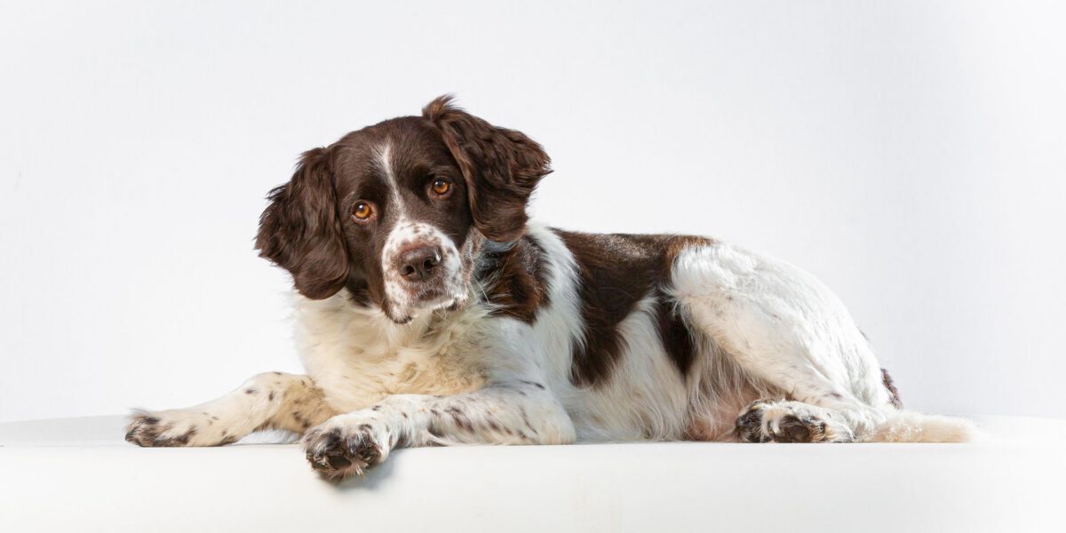 Alcuni Trattamenti Naturali per il Cancro nei Cani