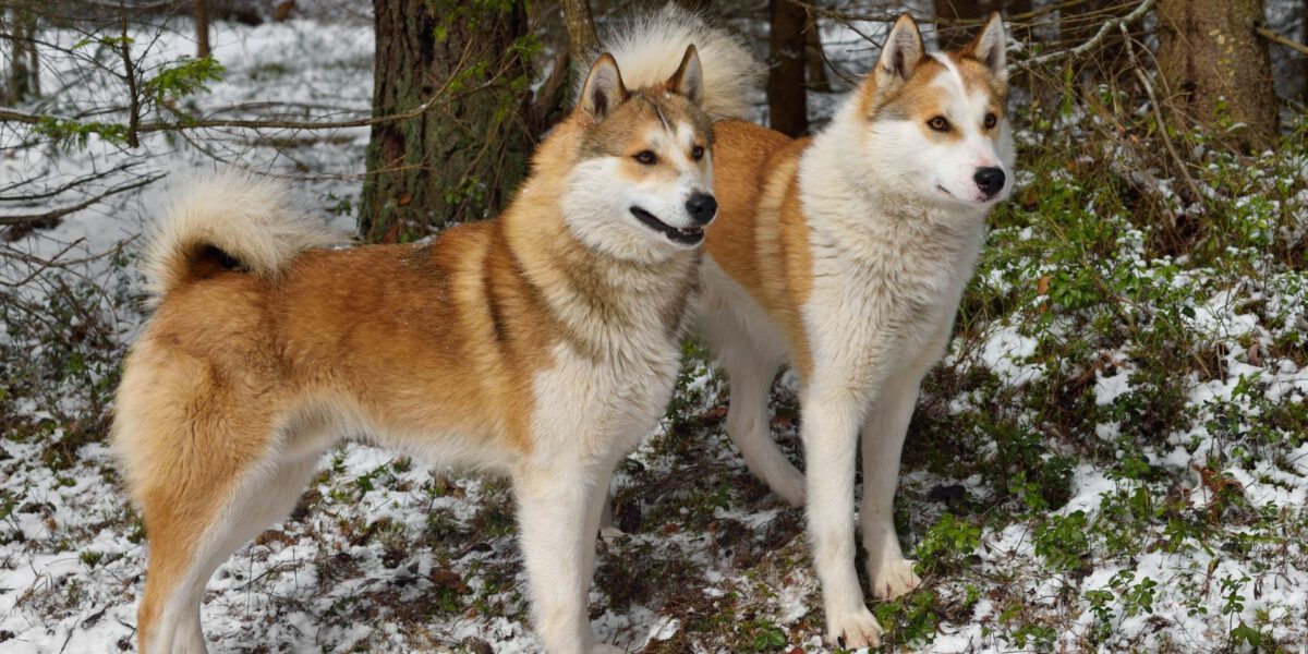 Cani e Freddo Invernale: Guida Completa