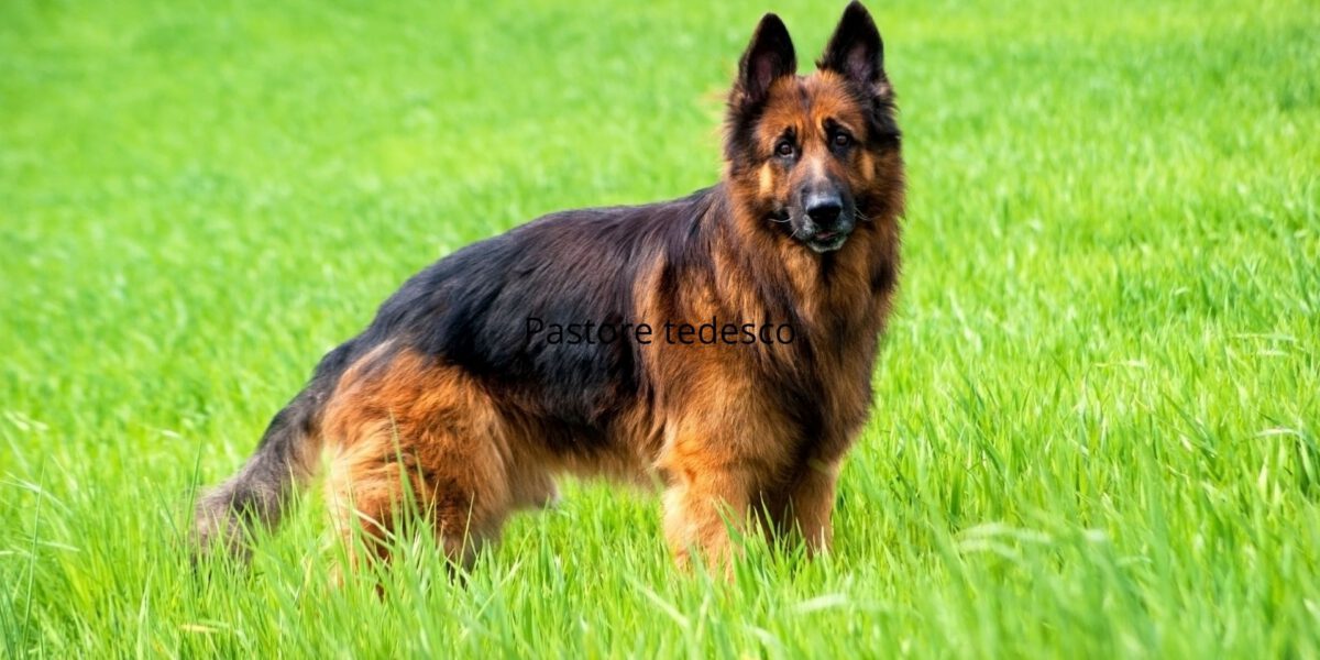 La tendenza a spargere pelo: una comparazione tra varie razze di cani