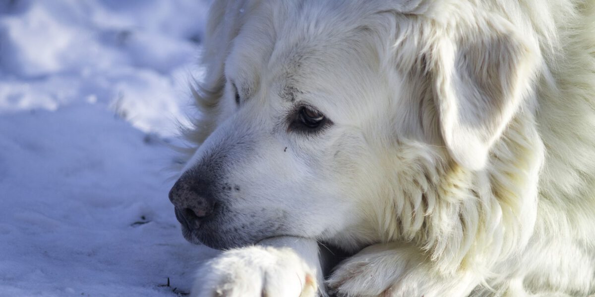 Preparazione Invernale: Come Prendersi Cura del Tuo Cane Durante i Mesi Freddi