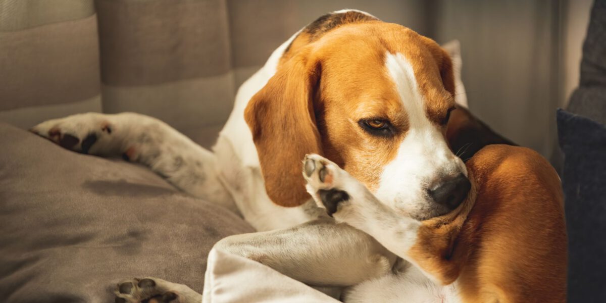 Allergie crociate nei cani: un’indagine approfondita sul tema