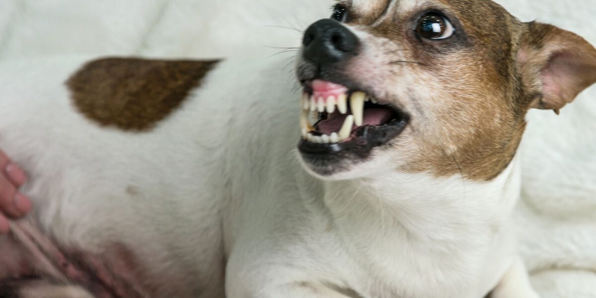 Cane e Comportamento Aggressivo: Un’Analisi Approfondita dei Fattori e delle Soluzioni