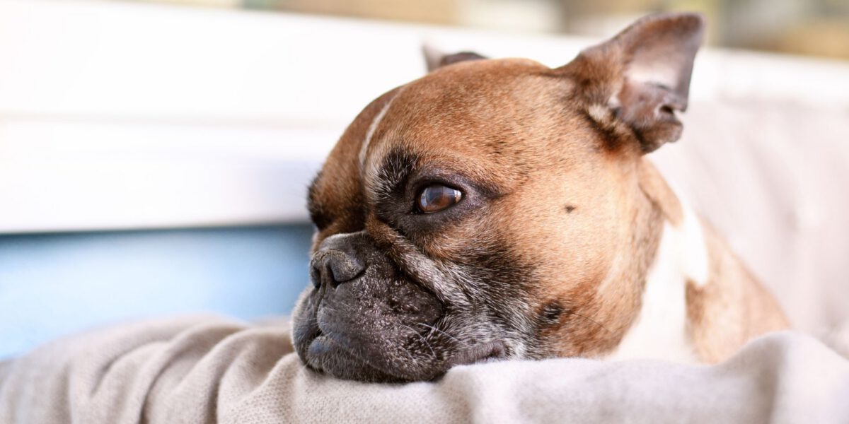 Cane e problemi respiratori: Un’analisi approfondita dei disturbi respiratori nei cani e le loro implicazioni