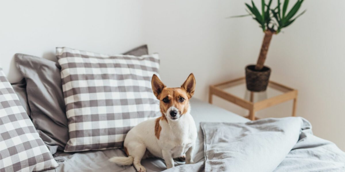 Confronto dei livelli di energia: Scopri quale razza di cane si adatta meglio al tuo stile di vita attivo!