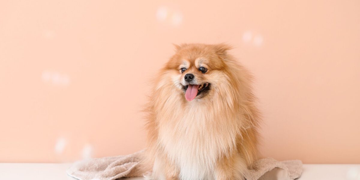 La cura del pelo del cane: 7 consigli  per un mantello sano e splendente