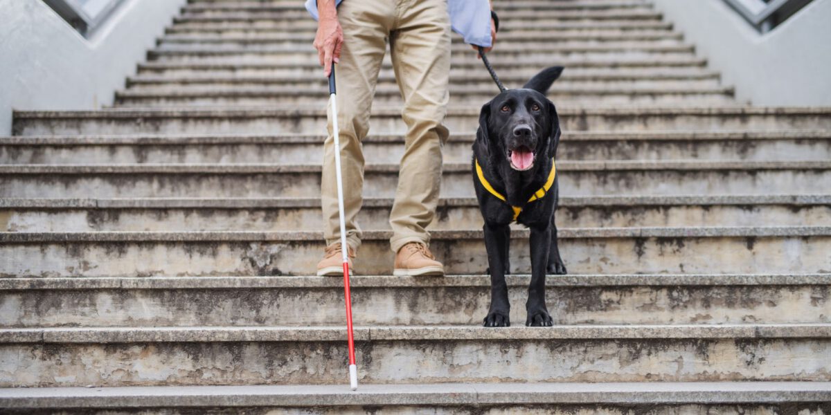 L’importanza dei cani nell’assistenza ai problemi visivi: un legame che va oltre la vista