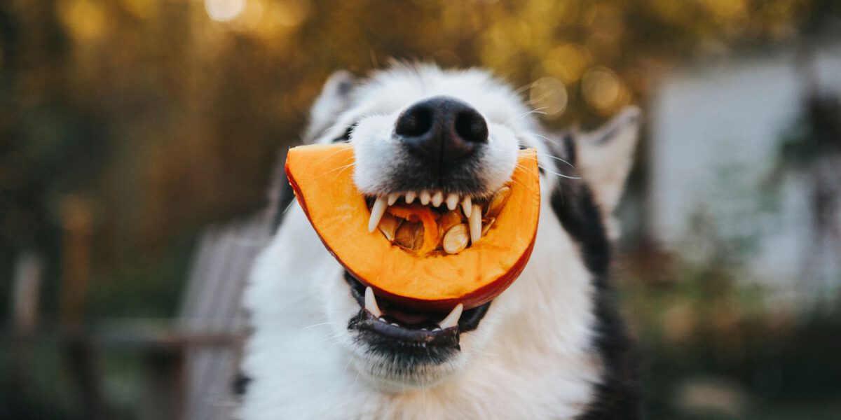 Cane e Nutrizione Avanzata: Salute e il Benessere del nostro cane