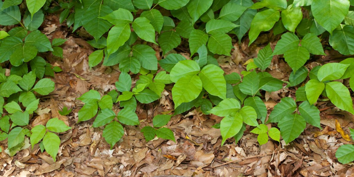 Quando il tuo cane ingerisce l’edera velenosa