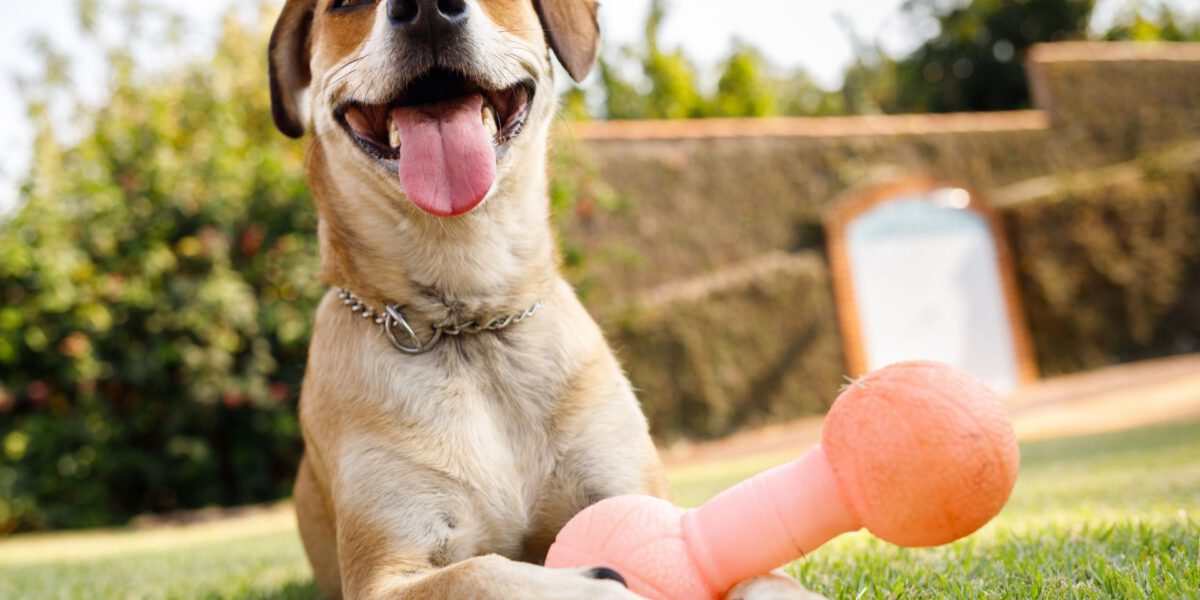 Espandere l’intelletto e il divertimento: l’importanza dei giochi interattivi per i cani
