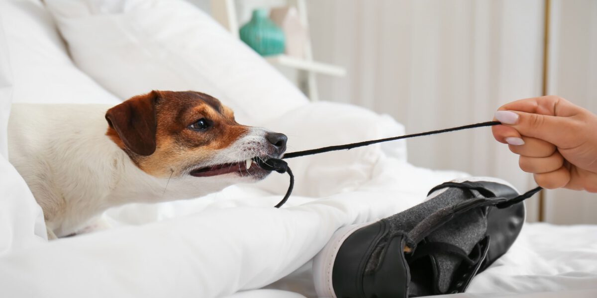 Prevenire incidenti domestici con cani: consigli pratici per un ambiente sicuro