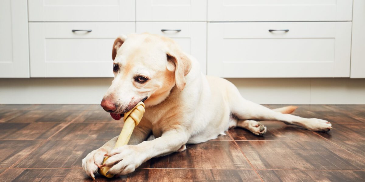 Esplorando il Temperamento: Confronto tra le Diverse Razze Canine