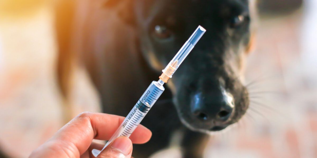 L’Importanza delle Vaccinazioni nei Cani: Proteggere la Salute del Tuo Fedele Compagno