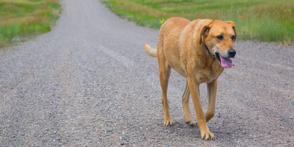 Cani Smarriti: Come Prevenire e Cosa Fare in Caso di Smarrimento