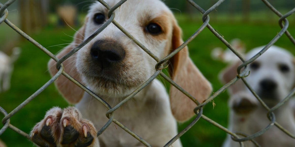 L’allevamento: è importante scegliere un cane da un allevatore responsabile