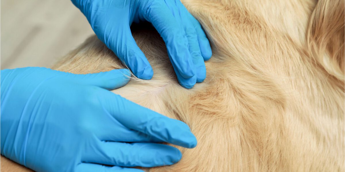 Capire il Manto Canino: Guida alle Diverse Tipologie e Lunghezze del Pelo del Cane