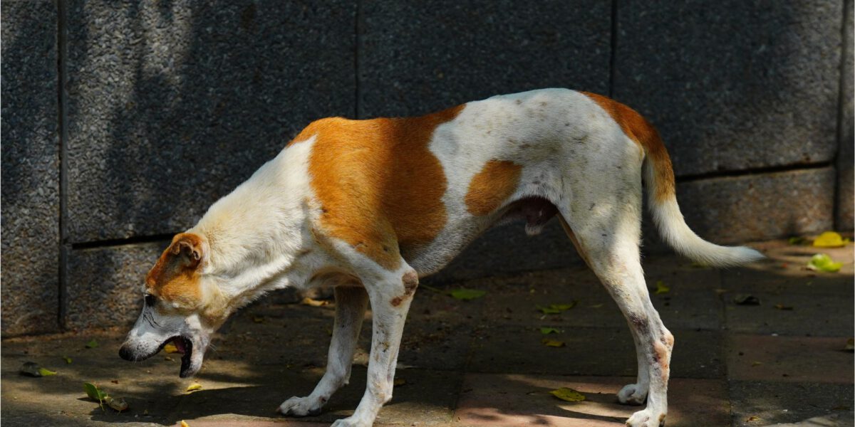 Il Cane Vomita: Cause Comuni e Quando Preoccuparsi