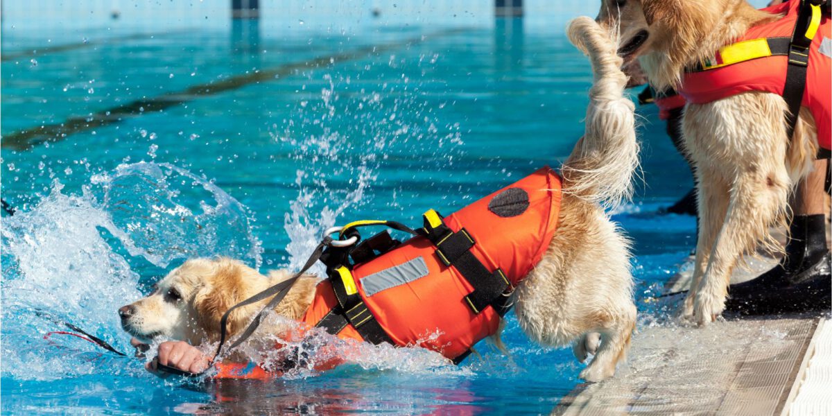 Cani Bagnini: Eroi a Quattro Zampe che Salvano Vite