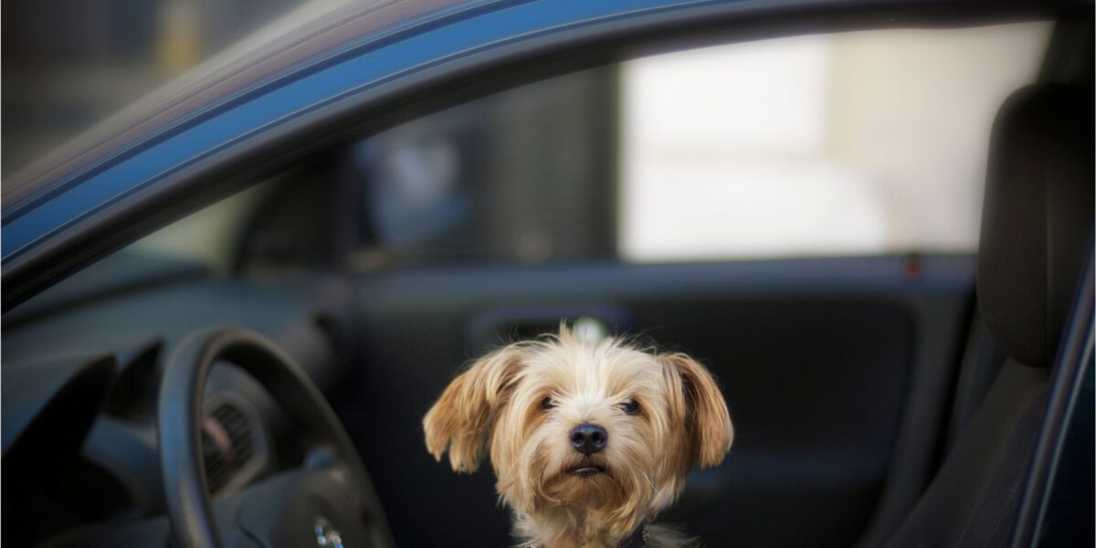 Cani in Macchina: Sicurezza e Consigli per Viaggiare Sereni