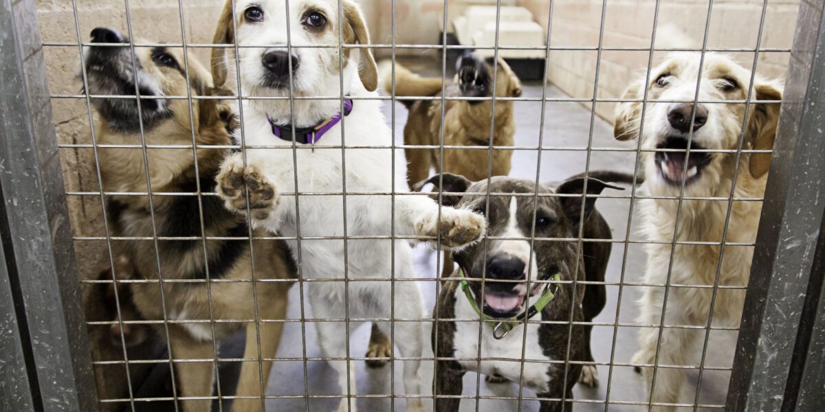 Come Sostenere un Canile Senza Adottare