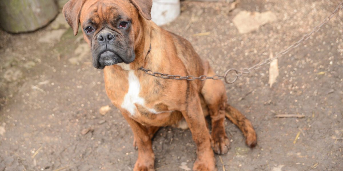 Cani Legati a Catena: Gli Effetti Psicologici e Fisici