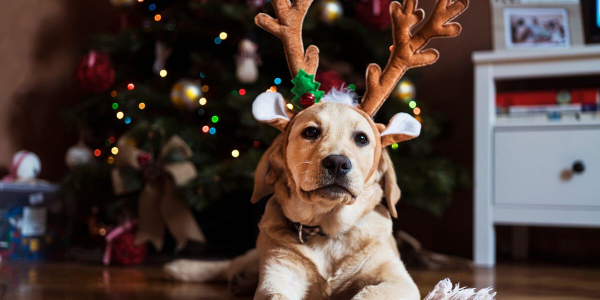 Cane e Natale: Consigli per una Festa Sicura e Felice
