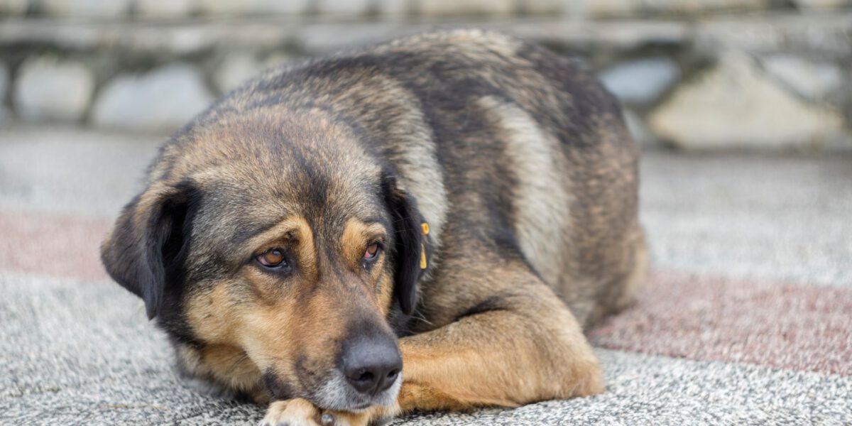 Ernia del Disco nel Cane: Sintomi, Diagnosi e Trattamenti