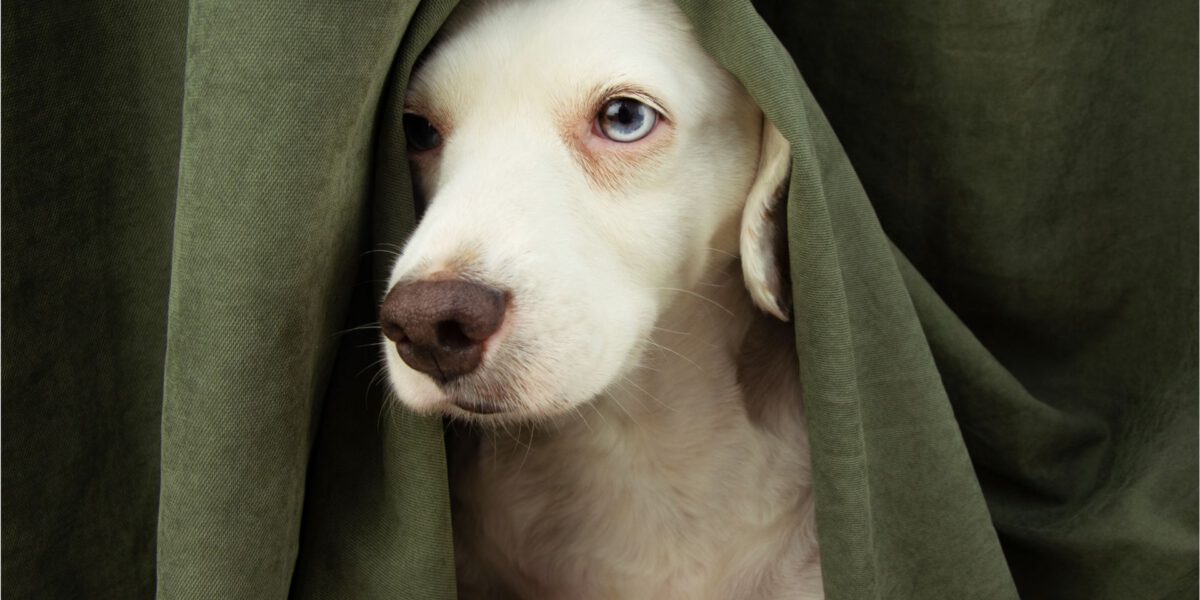 Fuochi d’Artificio e Cani: Come Gestire l’Ansia e il Terrore