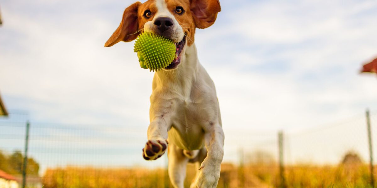 Lasciare il Cane Solo in Giardino: Pro e Contro