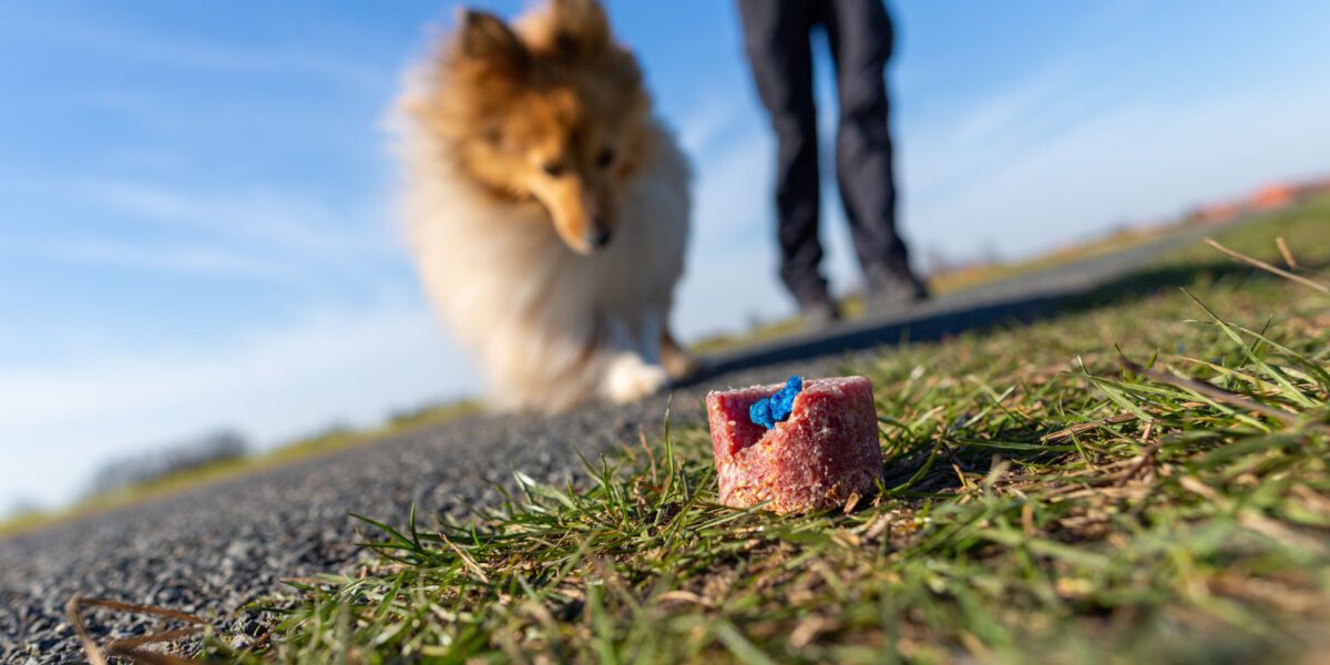 Avvelenamento nei Cani: Sintomi, Primo Soccorso e Prevenzione