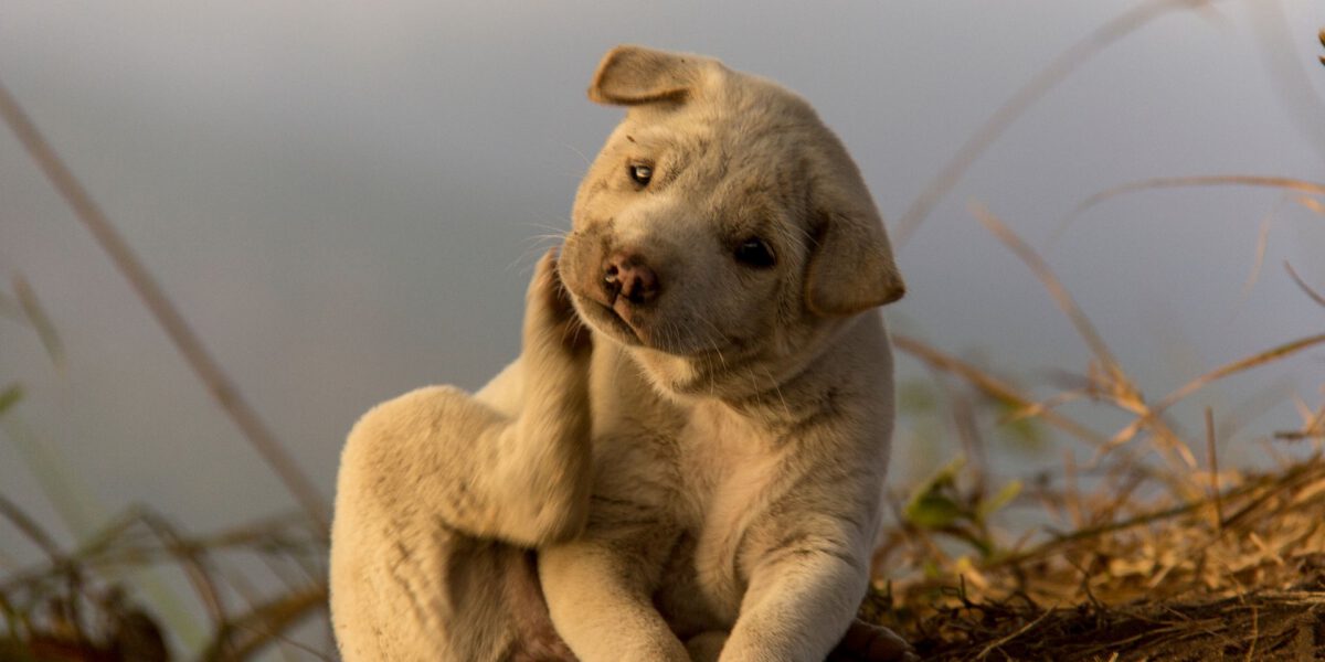 Il Cane si Gratta Continuamente: Cause e Rimedi