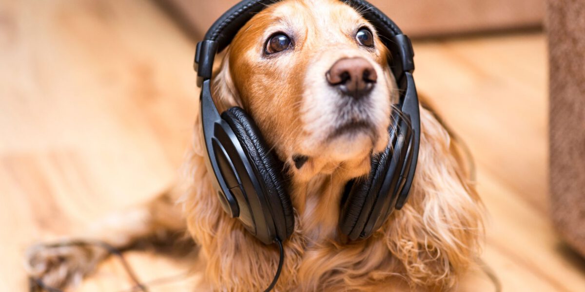 Segreti Sonori: Svelati i Misteri dell’Udito Canino e il Loro Sorprendente Mondo di Suoni e Melodie