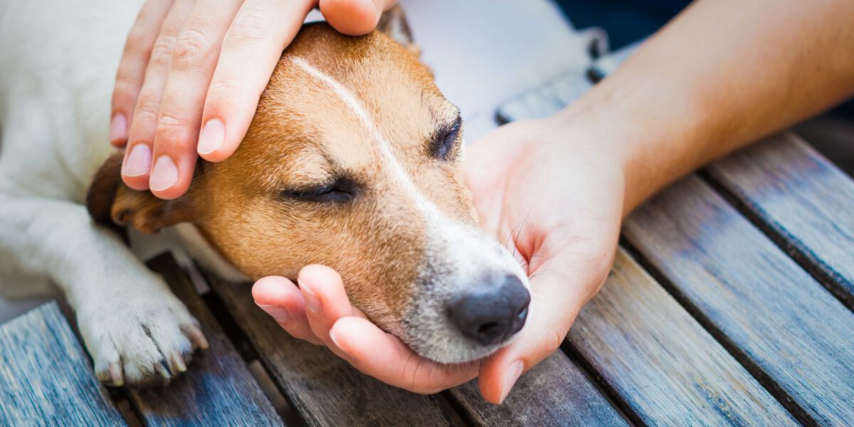 La salute intestinale: Il fulcro del benessere del cane