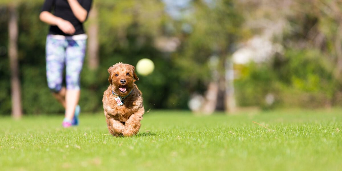 Stimola il Tuo Cane con Attività Educative