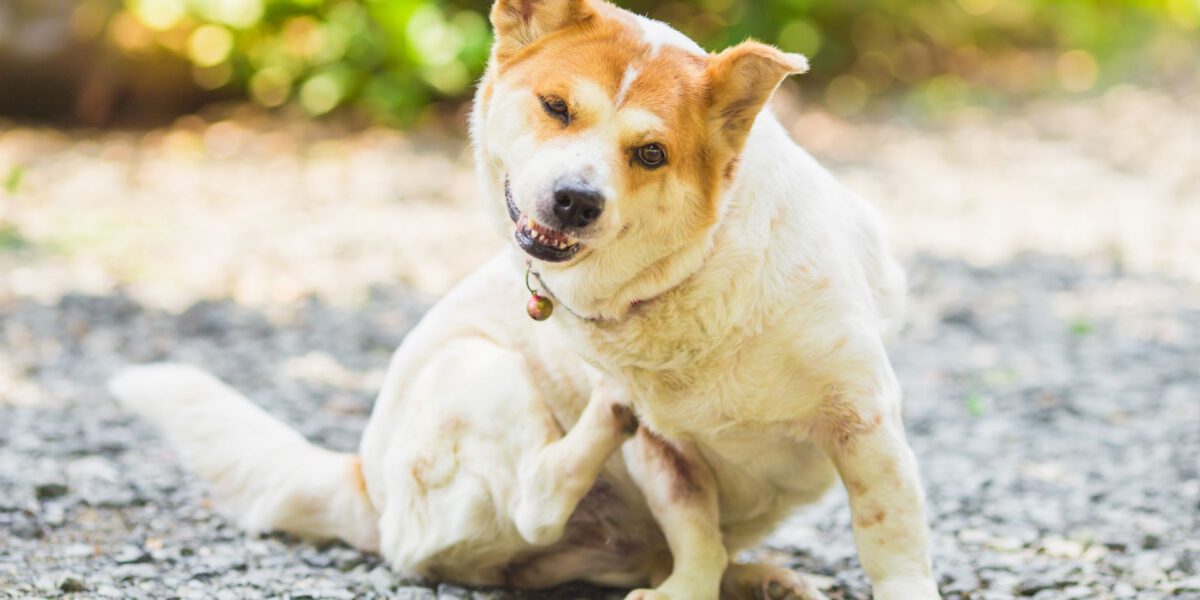 Allergie Primaverili nei Cani: Come Riconoscerle e Trattarle