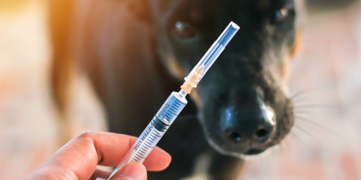 Salute Canina: Le Vaccinazioni Essenziali per il Tuo Cane