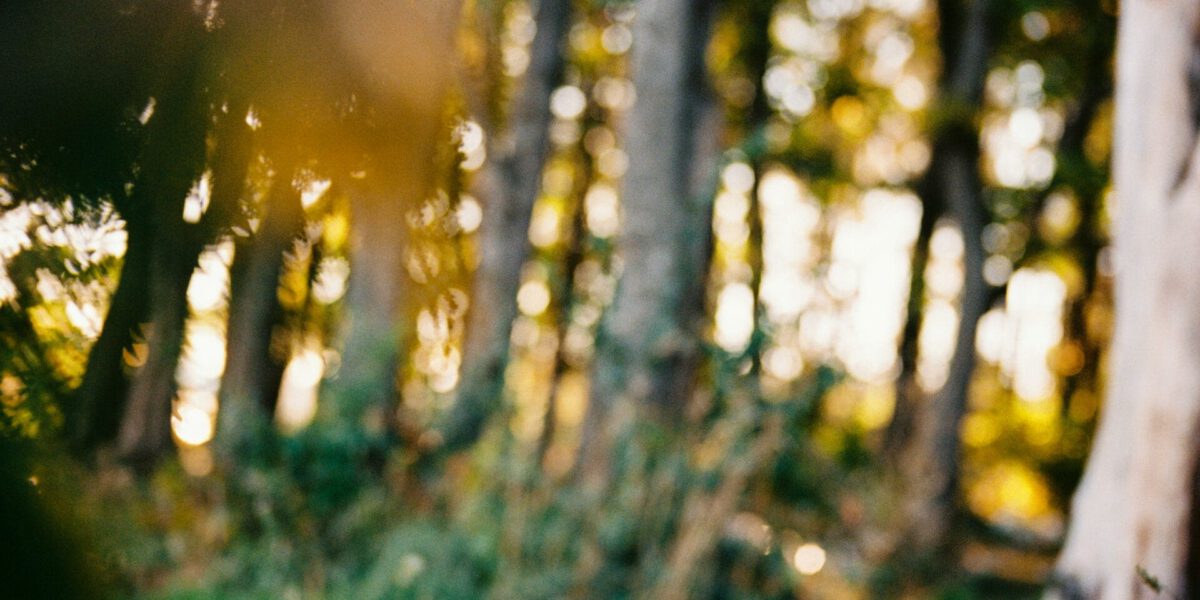 Cani e freddo: consigli per il benessere