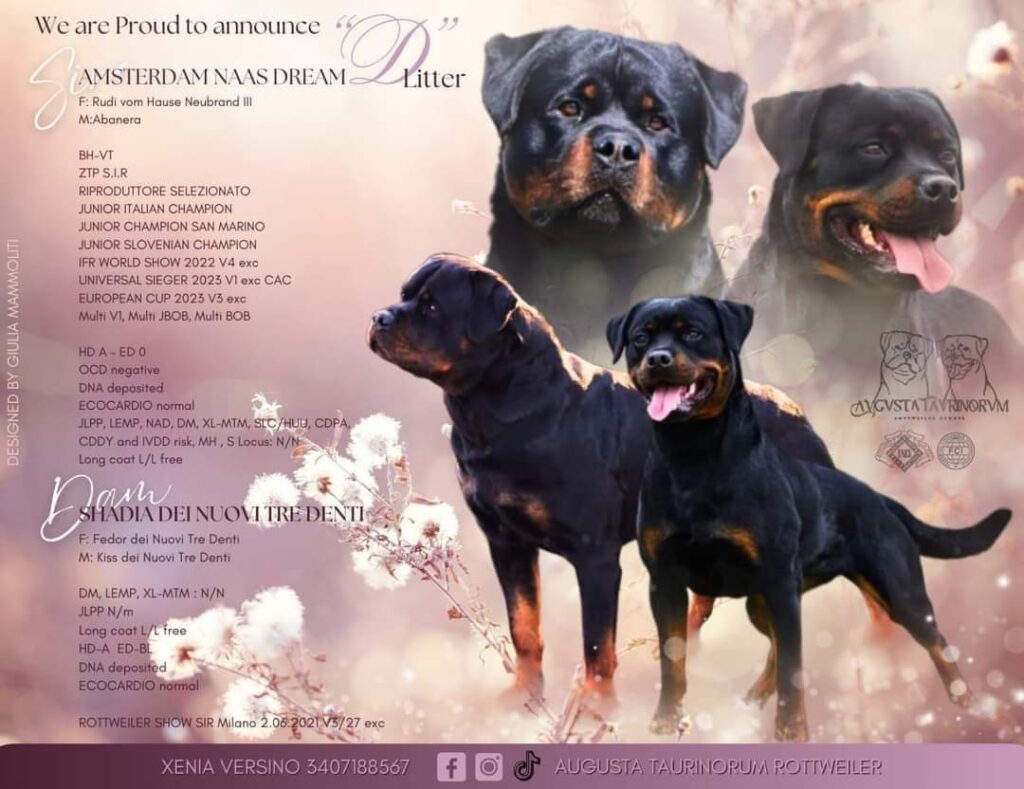 Cuccioli di rottweiler con pedigree ENCI