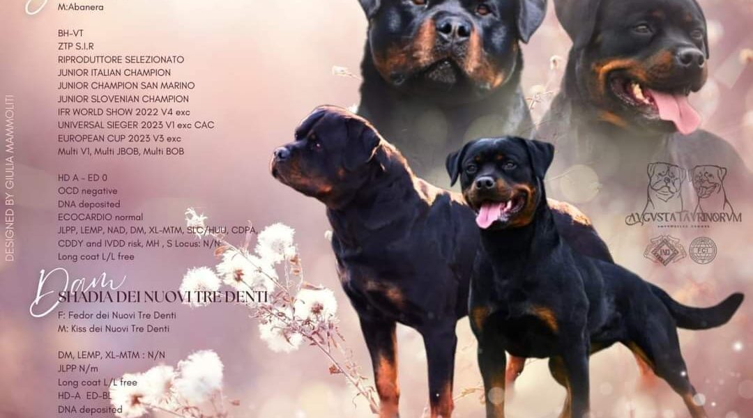 Cuccioli di rottweiler con pedigree ENCI