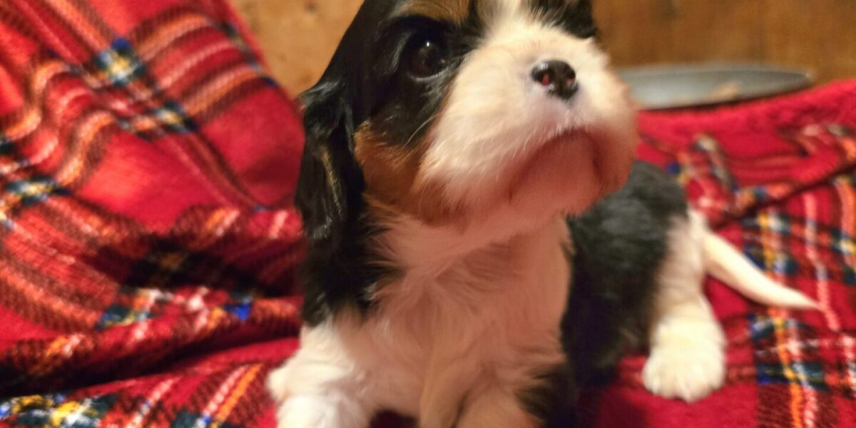 Cuccioli di Cavalier King