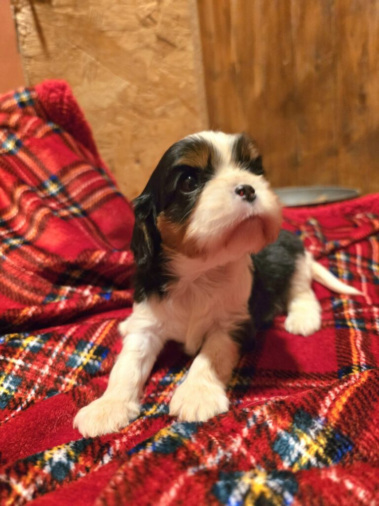 Cuccioli di Cavalier King