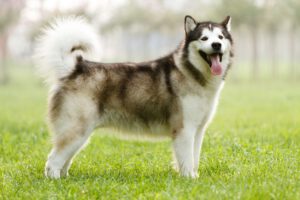 Alaskan malamute