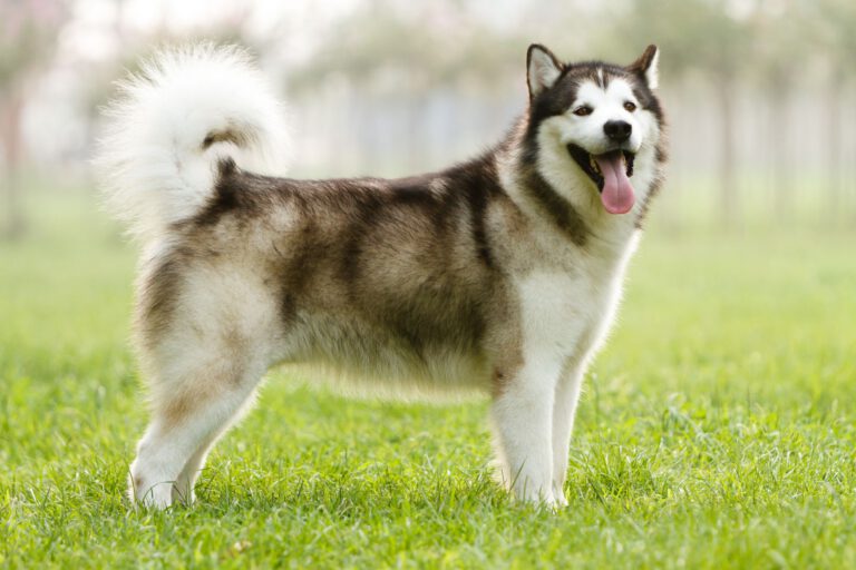 Alaskan malamute