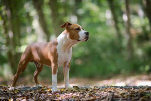 Amstaff – american staffordshire terrier