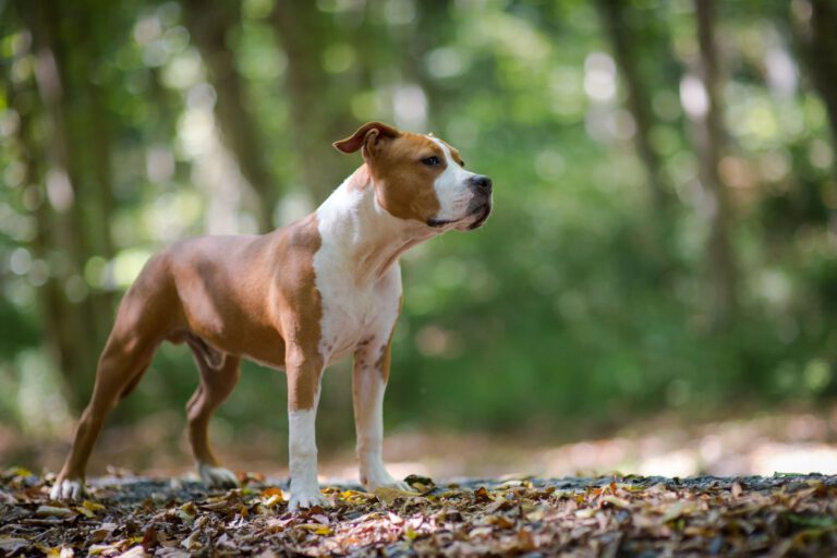Amstaff – american staffordshire terrier