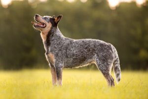 Australian cattledog