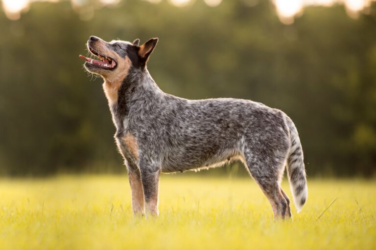 Australian cattledog
