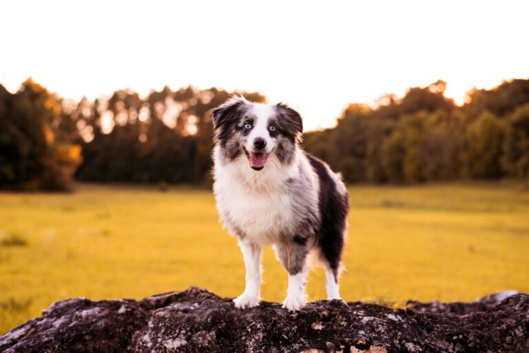 Australian shepherd