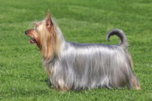 Australian silky terrier